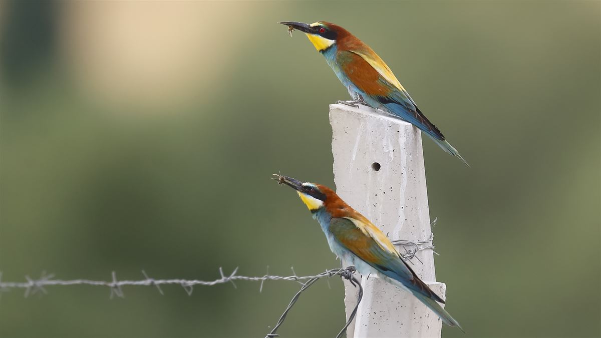 European Bee-eater
