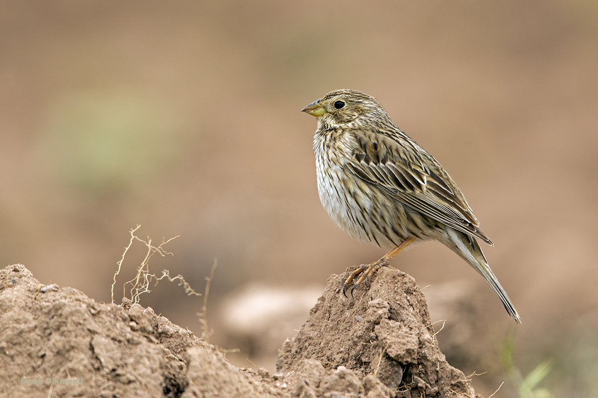 Corn Bunting