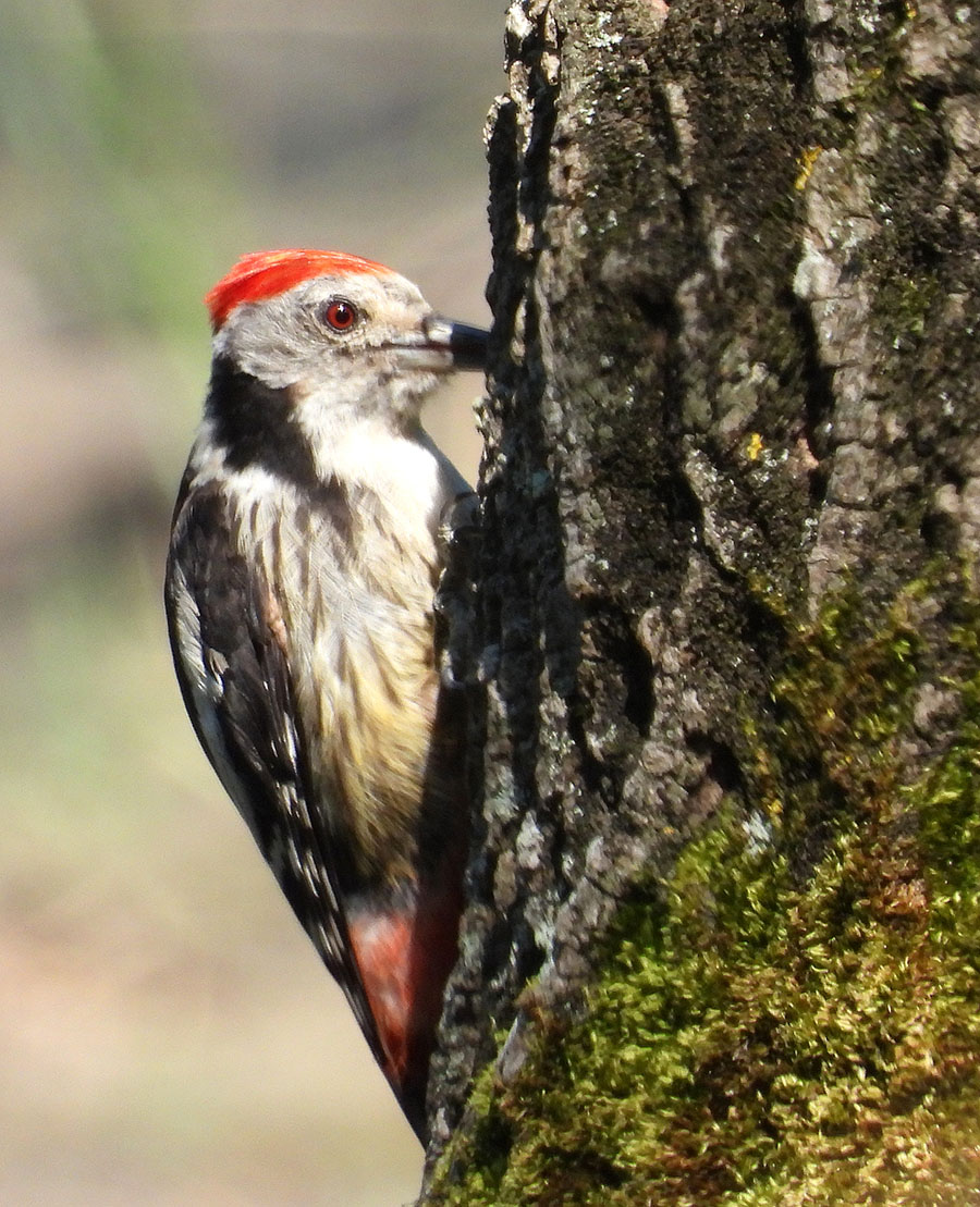 Middle Spotted Woodpecker
