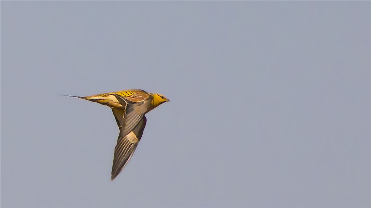 Pin-tailed Sandgrouse