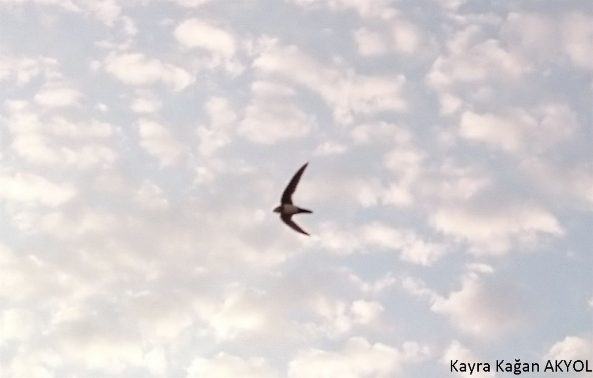 Alpine Swift