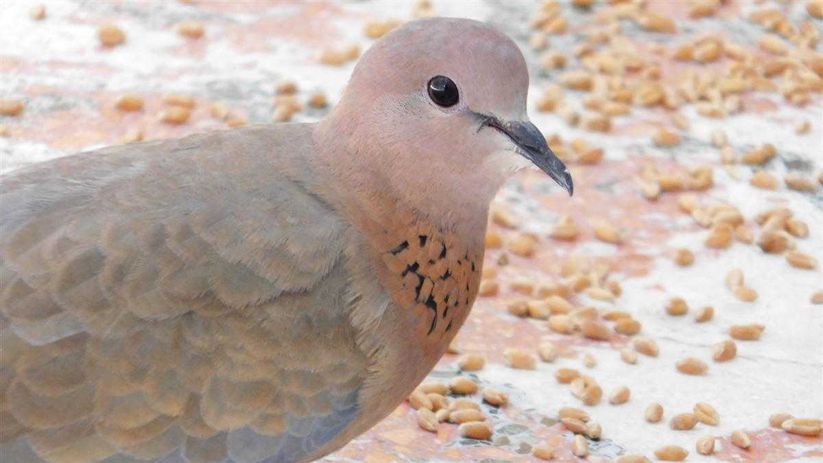 Laughing Dove