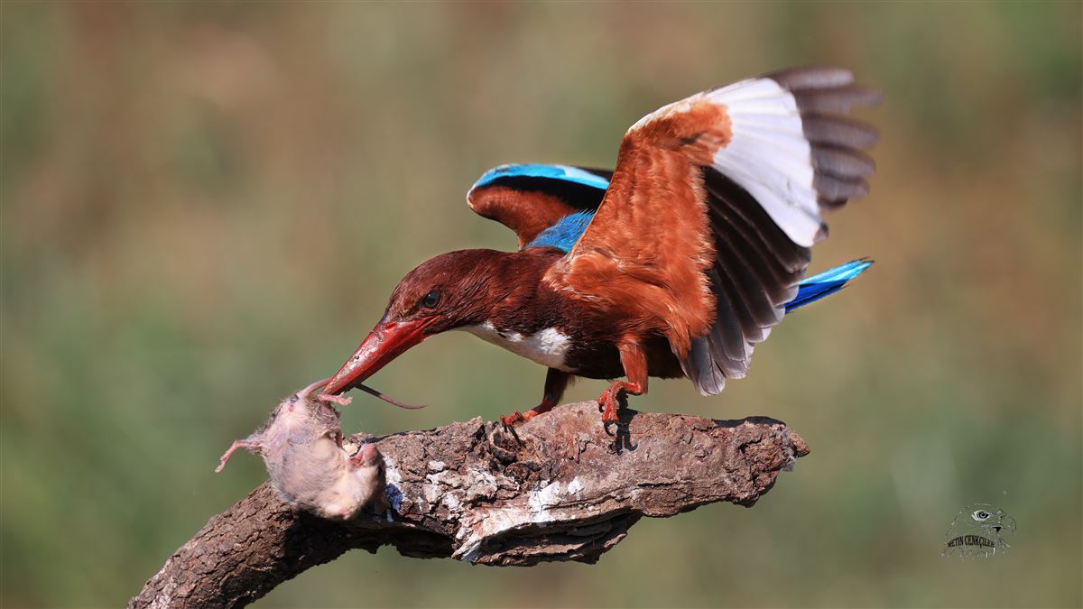 White-throated Kingfisher