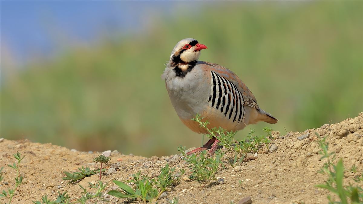 Chukar Partridge