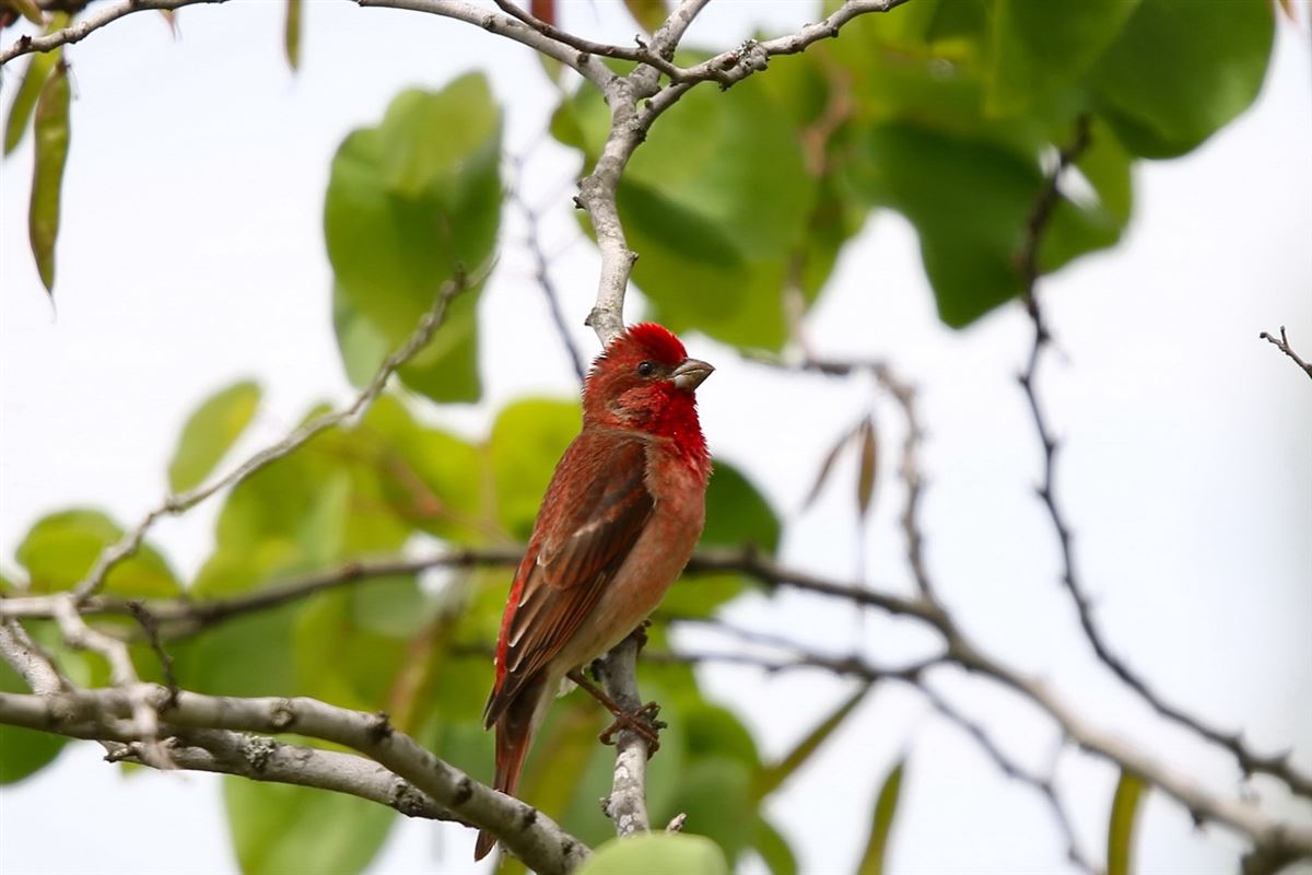 Common Rosefinch
