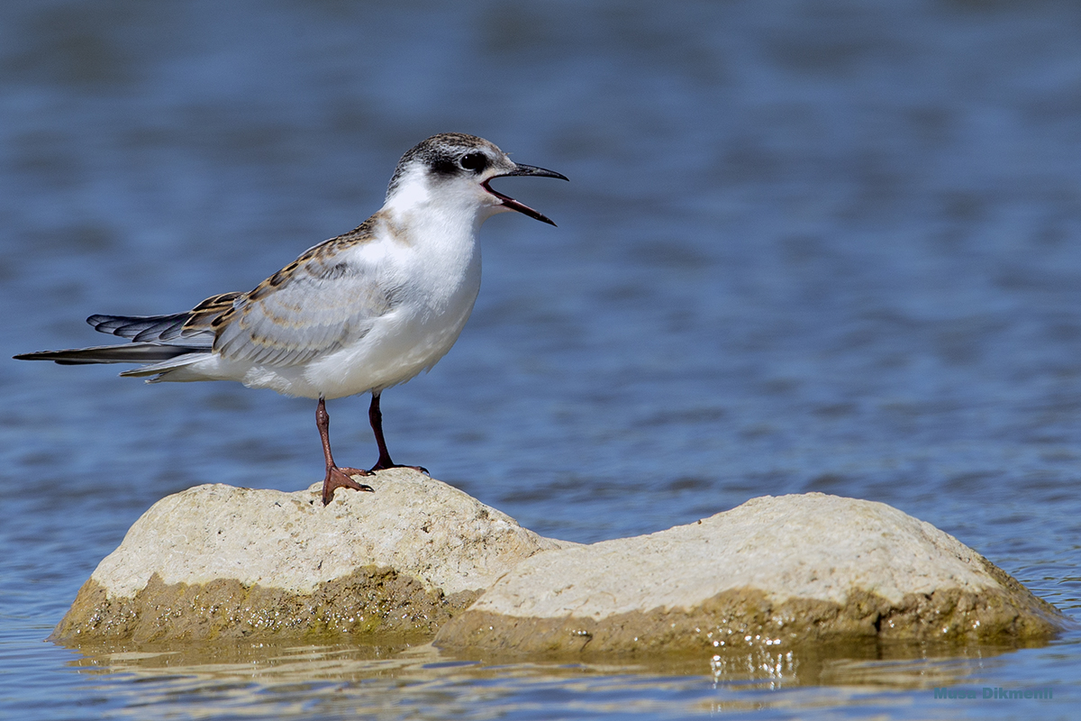 Whiskered Tern