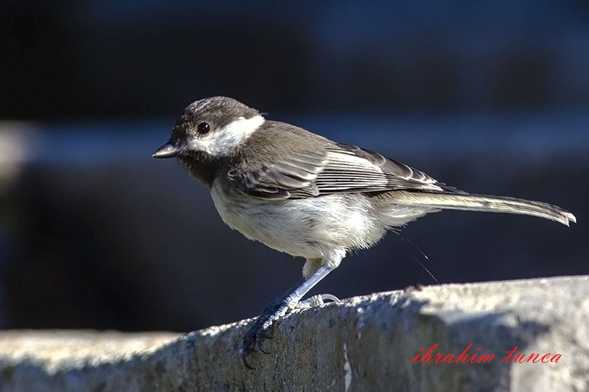 Sombre Tit