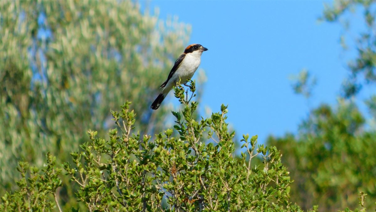 Woodchat Shrike