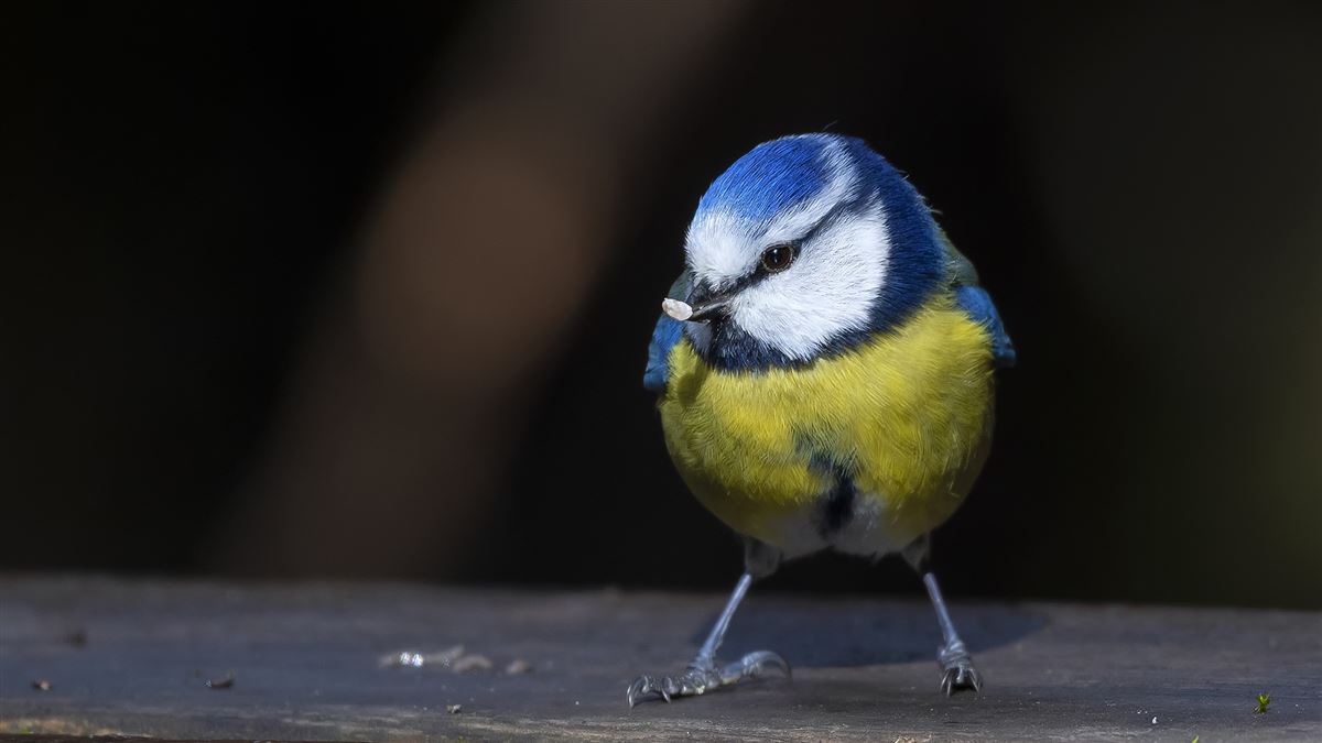 Eurasian Blue Tit