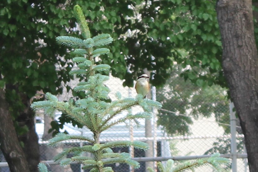 Masked Shrike