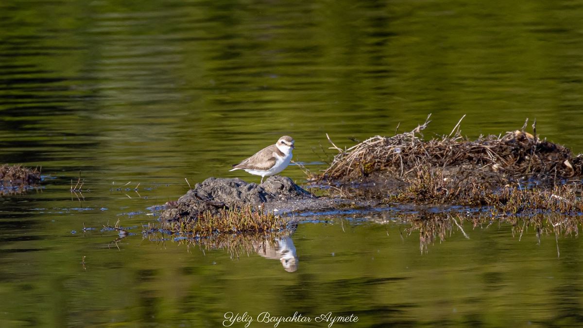 Kentish Plover