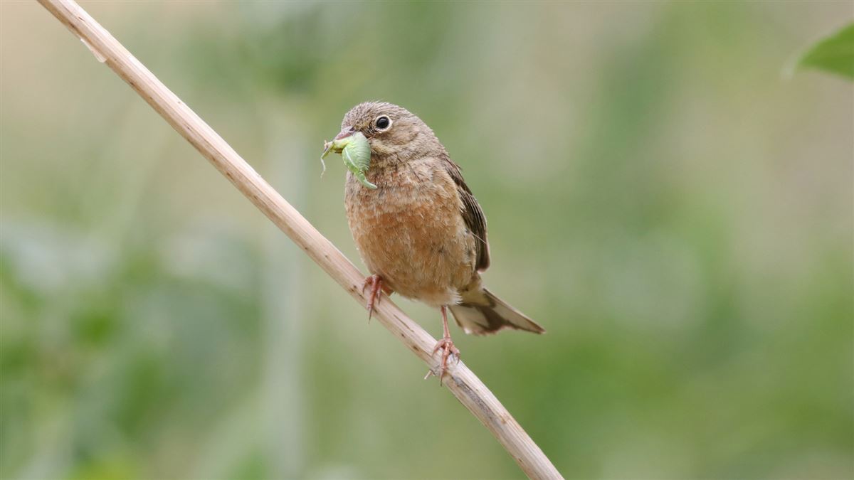 Ortolan Bunting