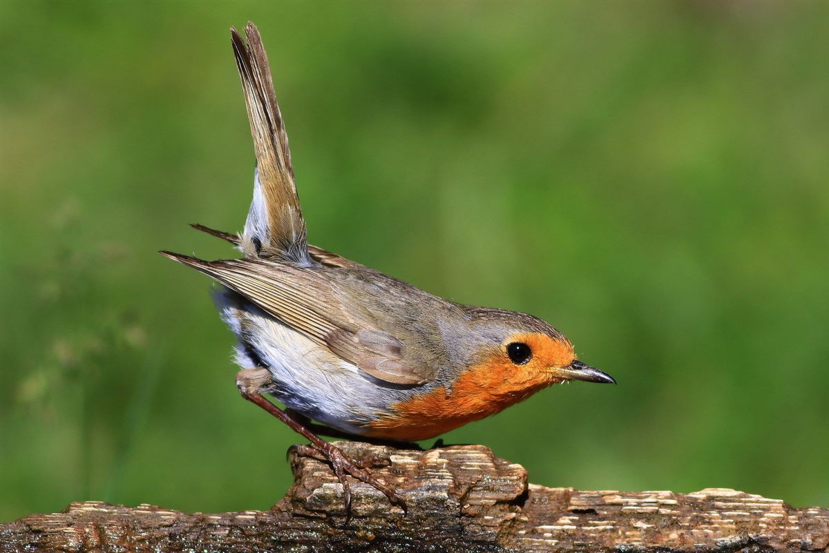 European Robin