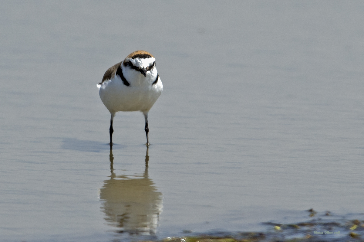 Kentish Plover