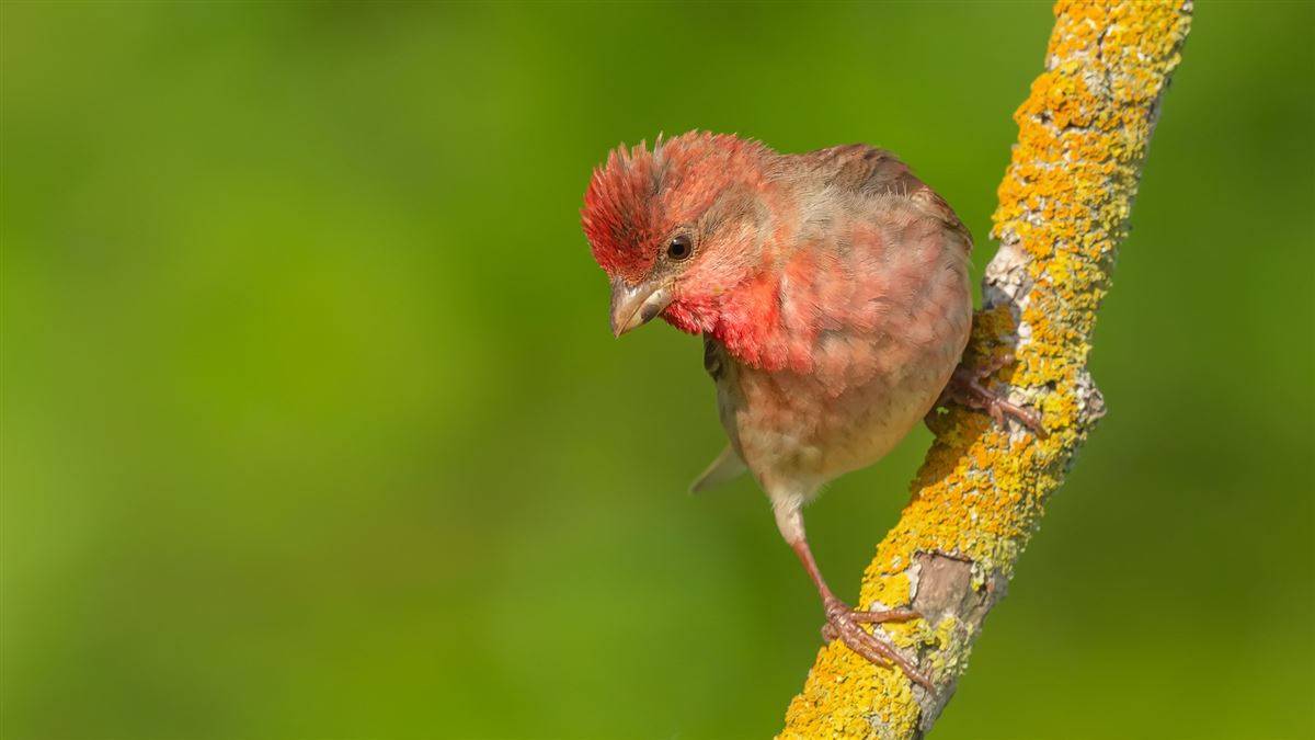 Common Rosefinch