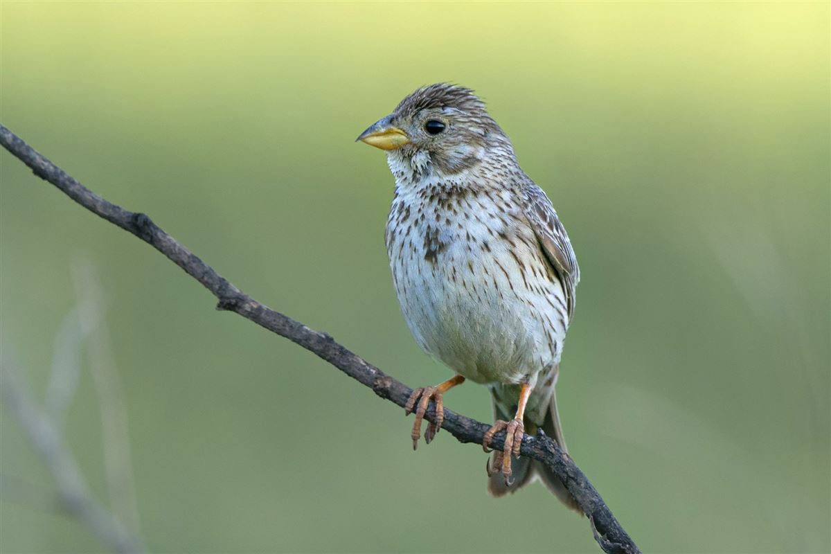 Corn Bunting
