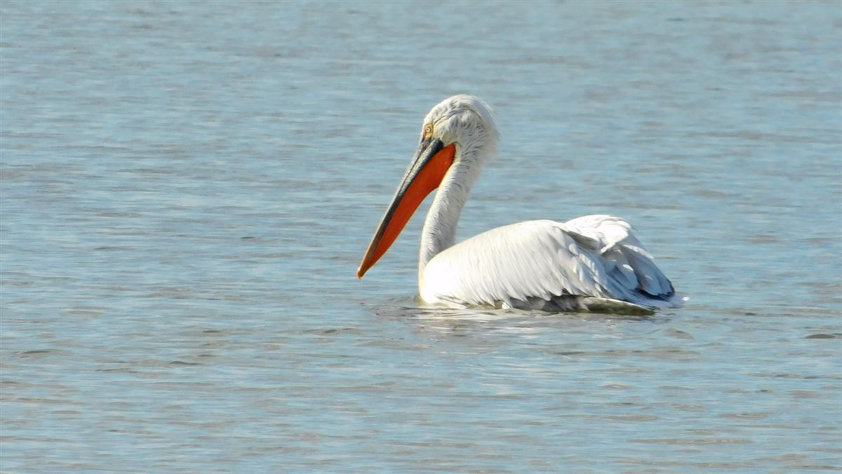 Dalmatian Pelican