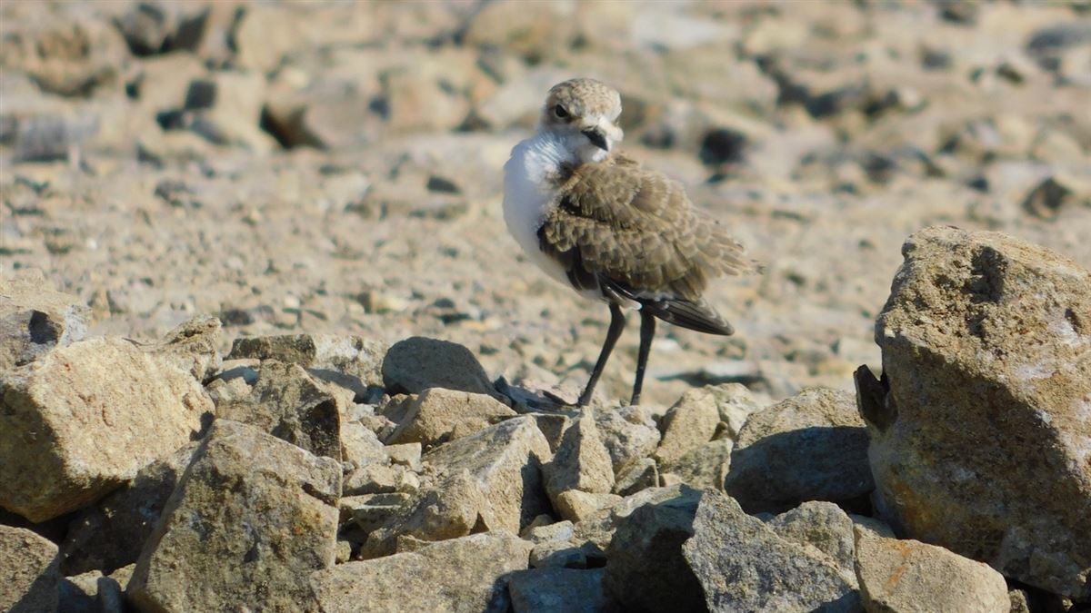 Kentish Plover