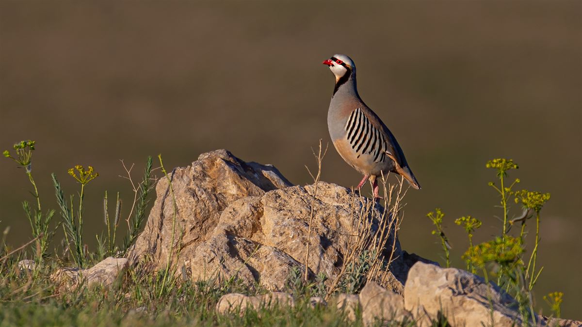 Chukar Partridge