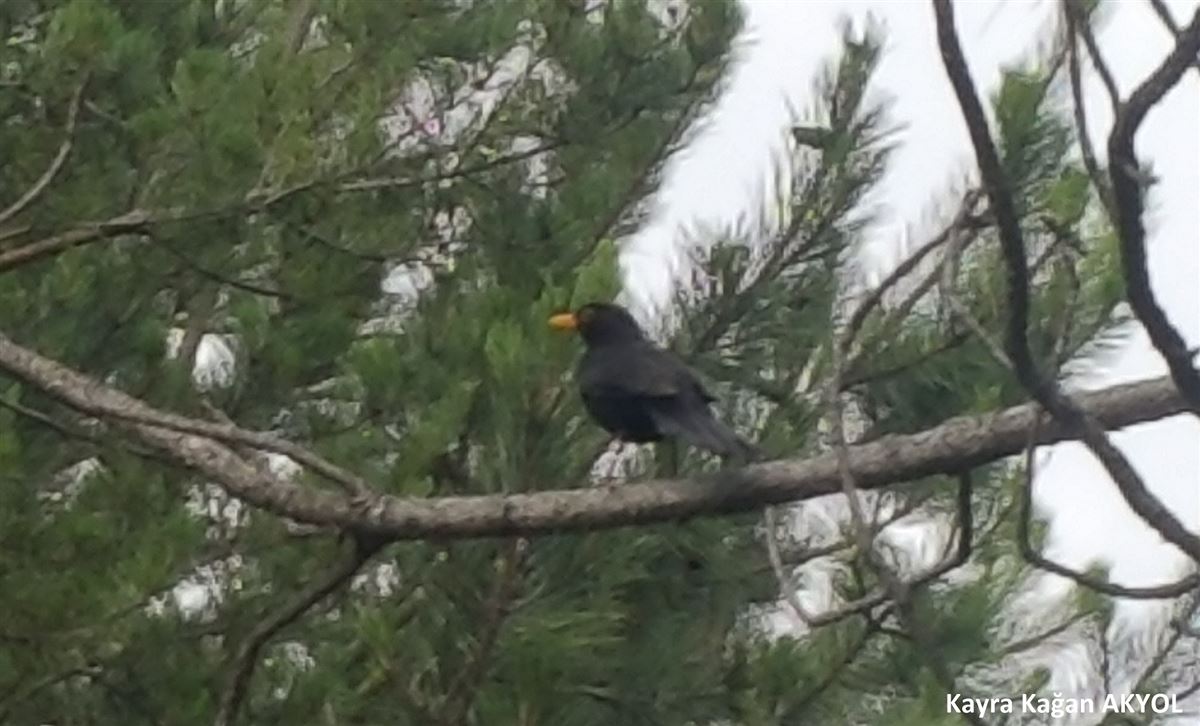 Common Blackbird