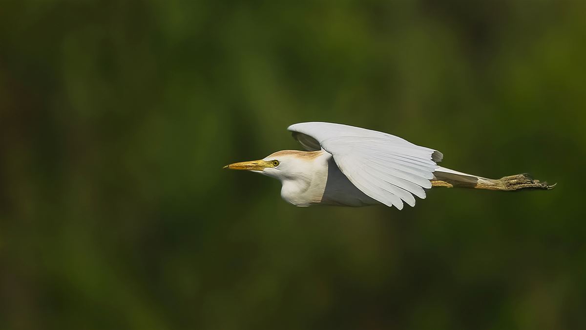 Western Cattle Egret