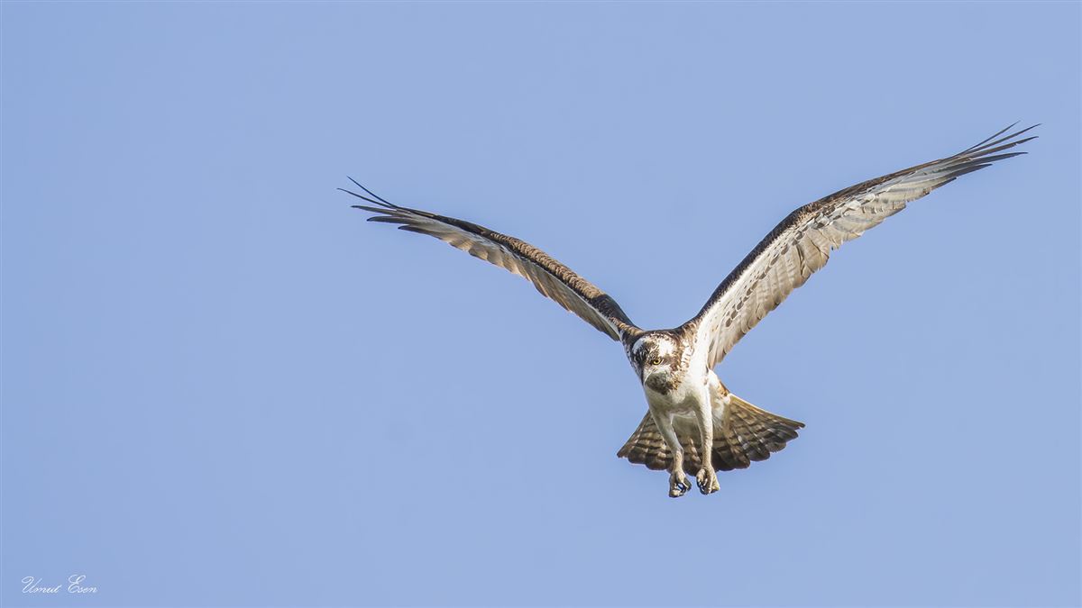Osprey