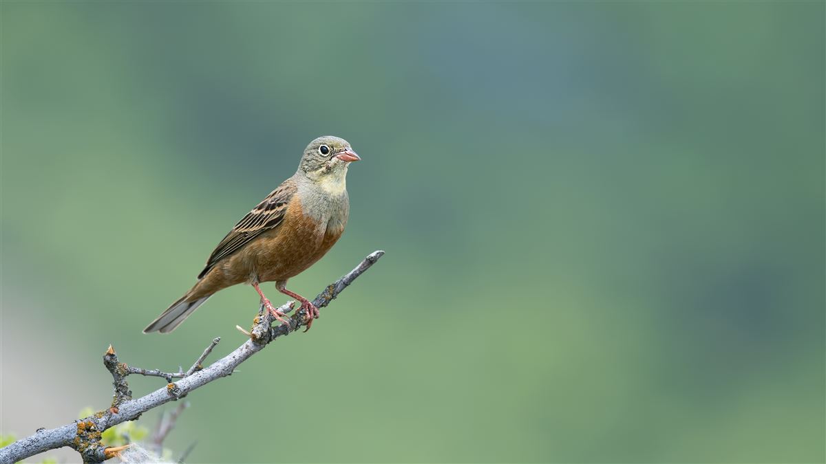 Ortolan Bunting