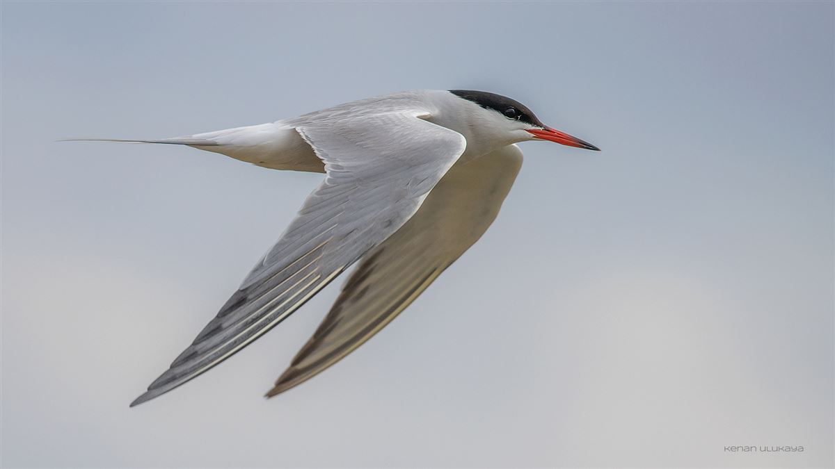 Common Tern