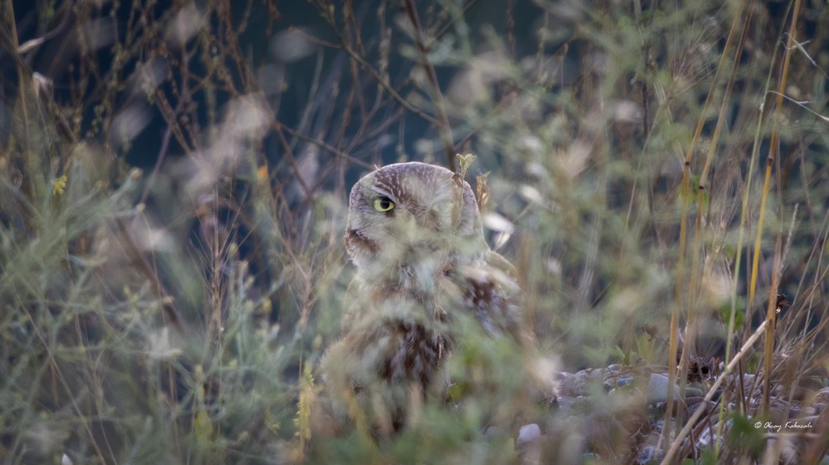 Little Owl