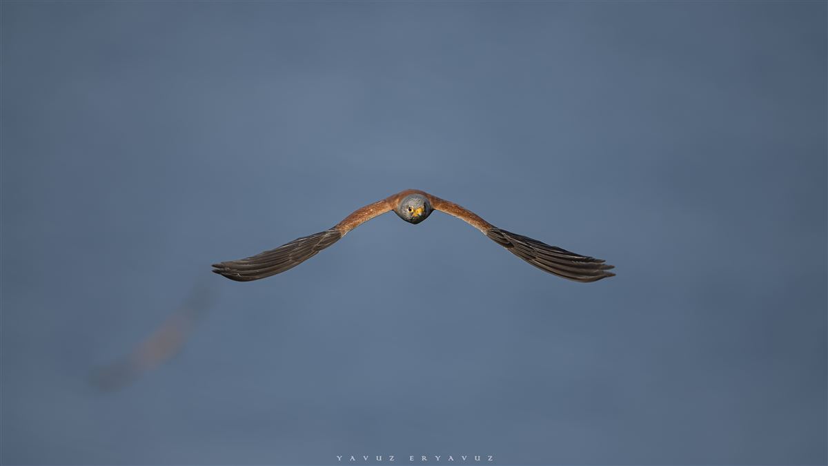 Lesser Kestrel