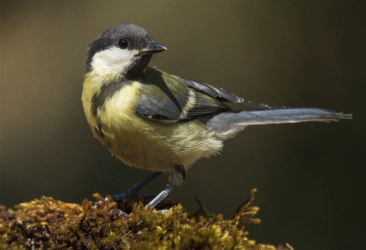 Great Tit