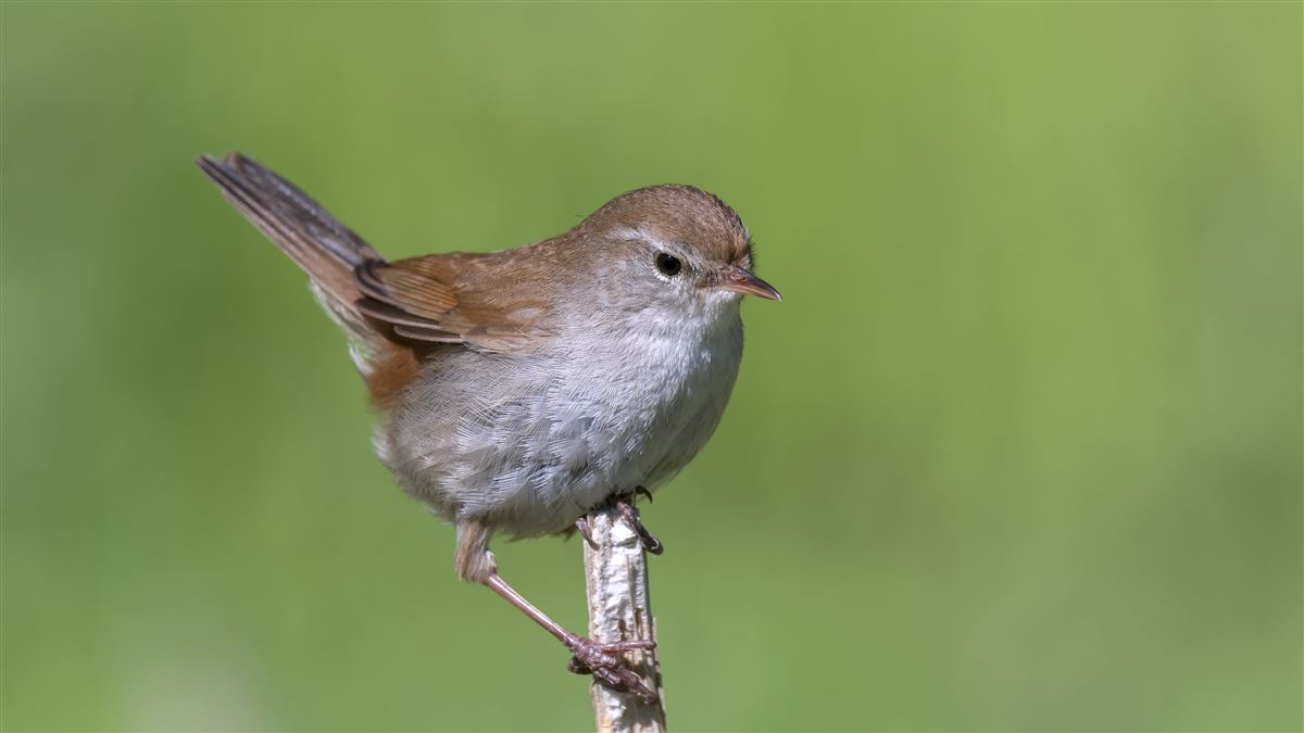 Cetti`s Warbler