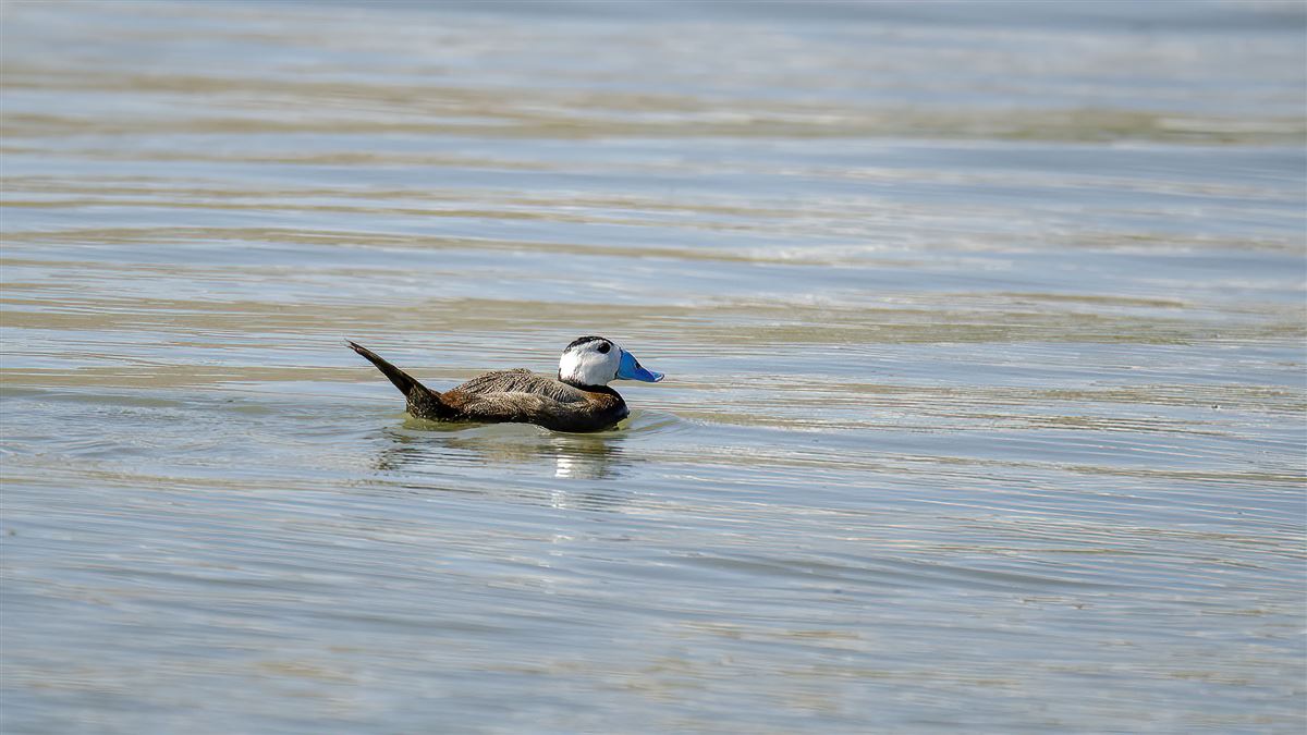 White-headed Duck