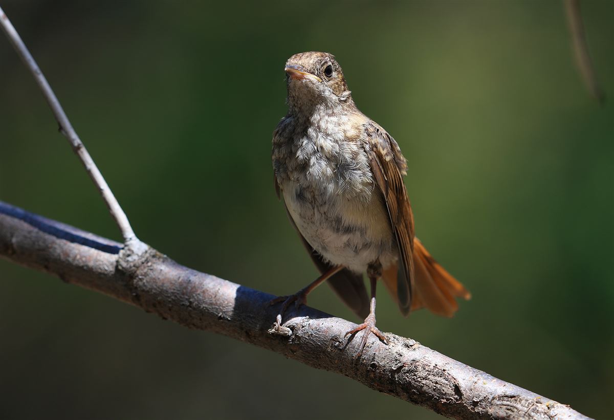 Common Nightingale
