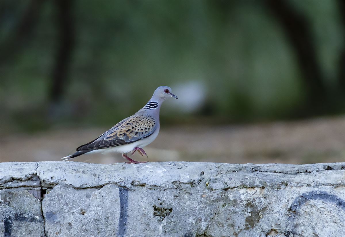 European Turtle Dove