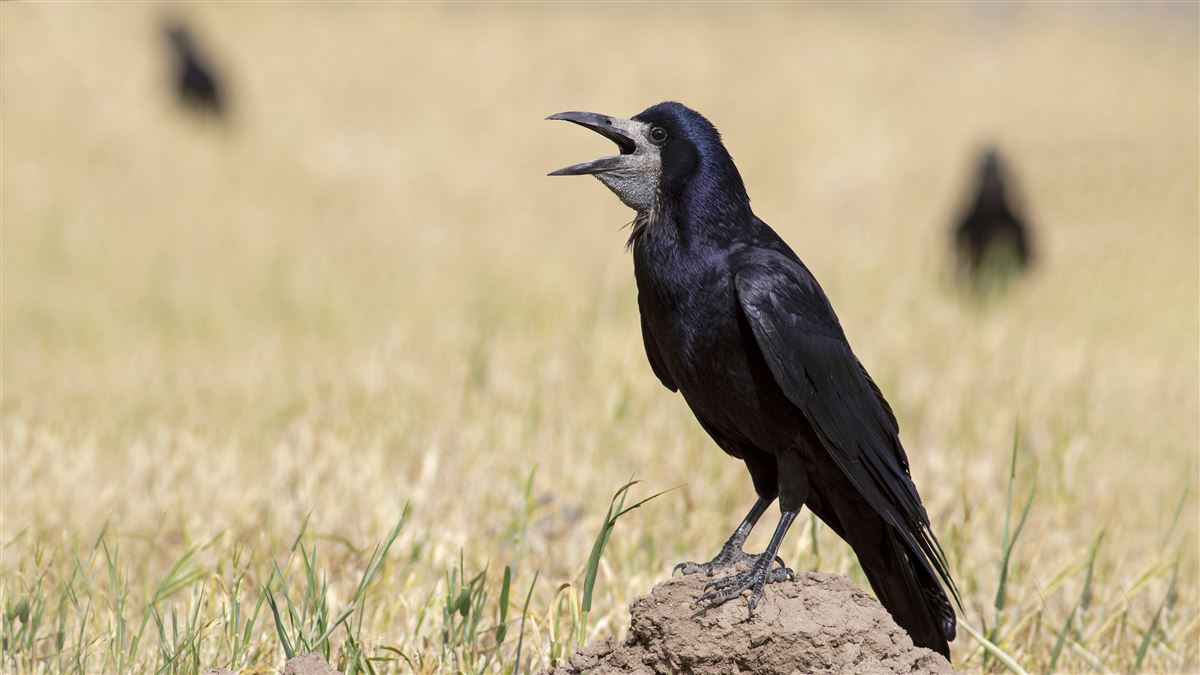 Rook