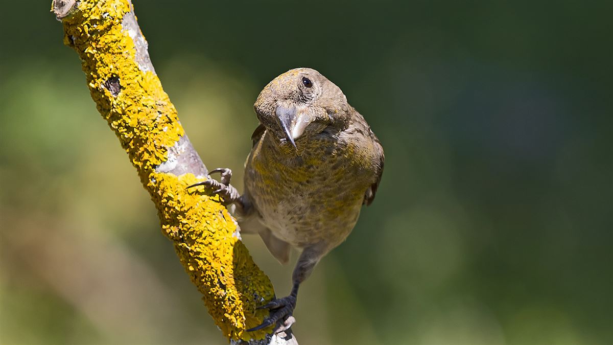 Red Crossbill
