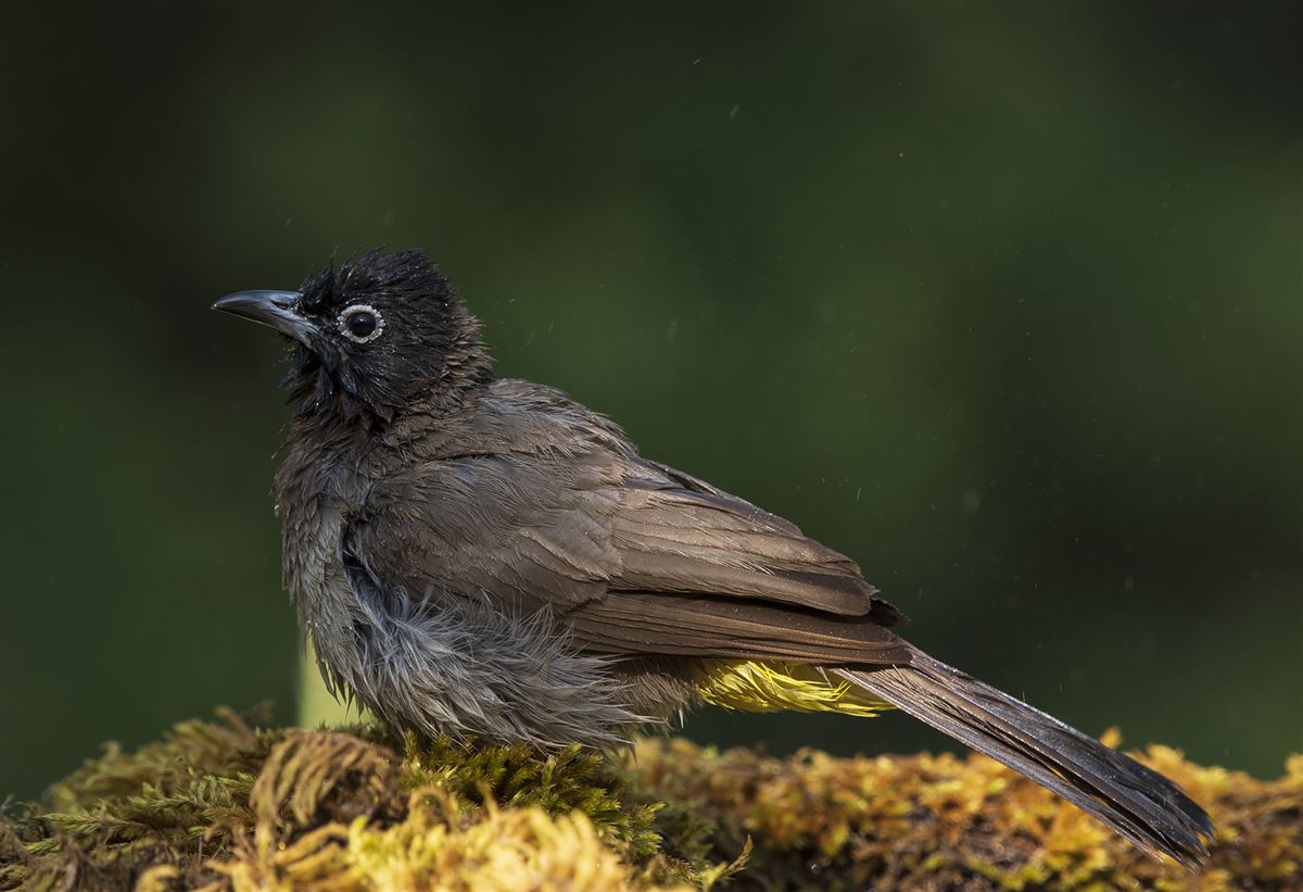 White-spectacled Bulbul