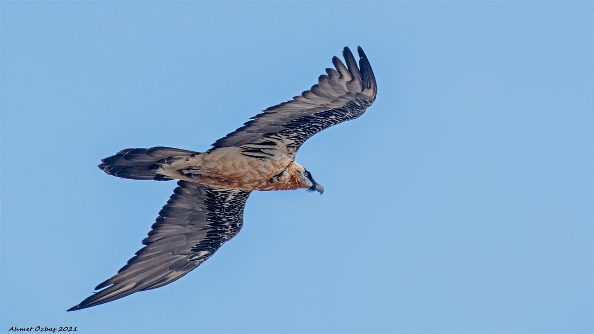 Bearded Vulture