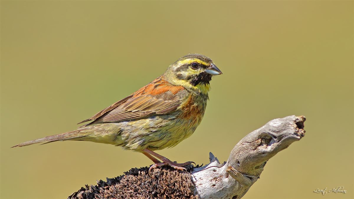Cirl Bunting