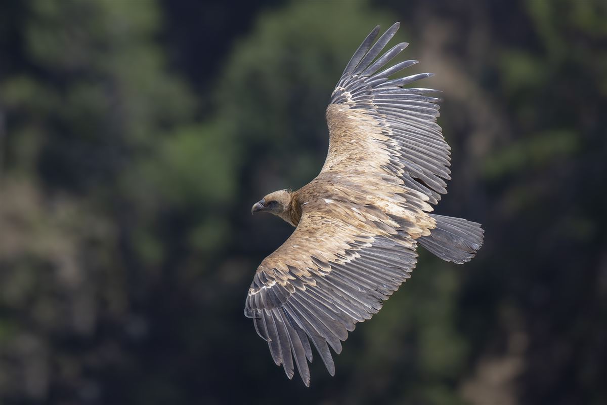 Griffon Vulture