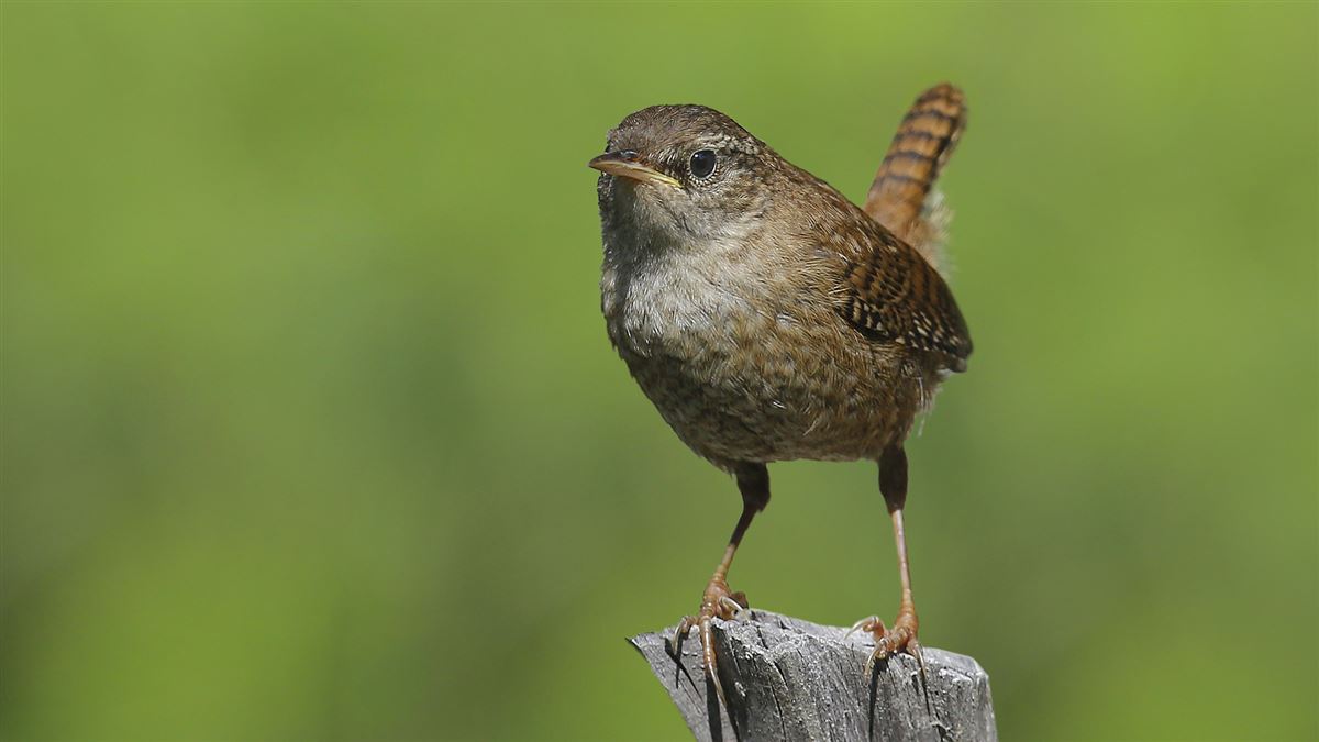 Eurasian Wren