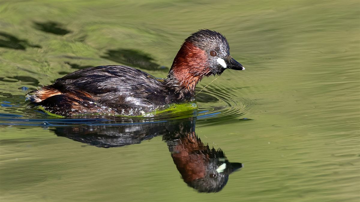 Little Grebe