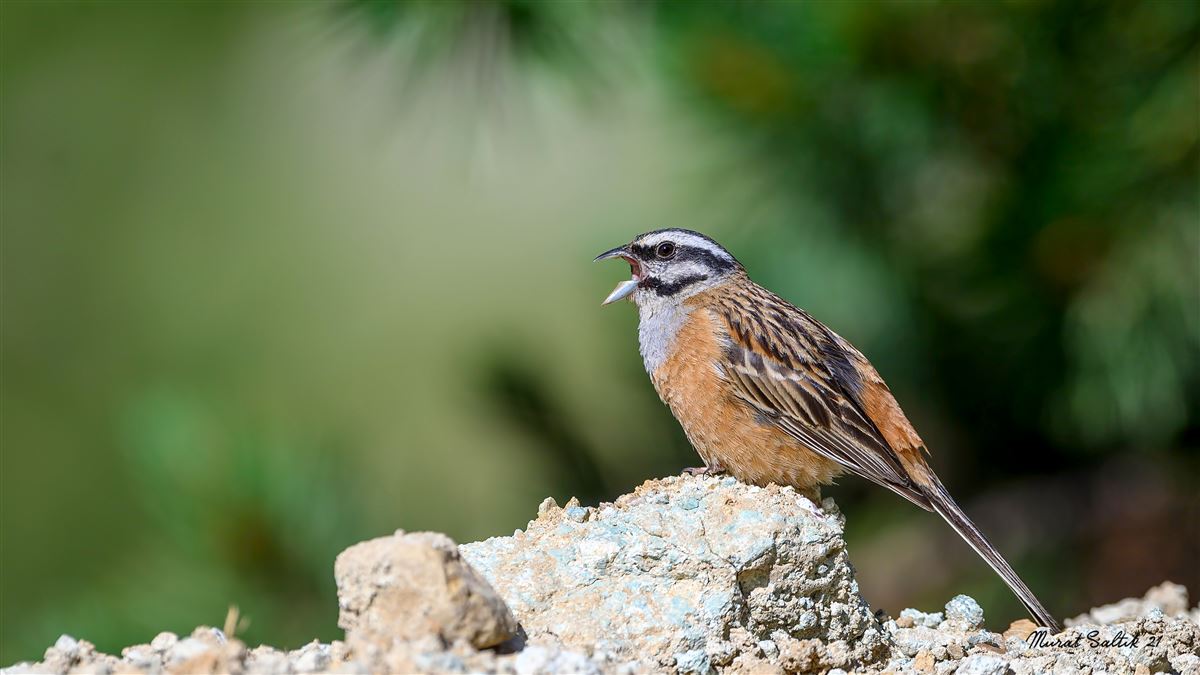 Rock Bunting