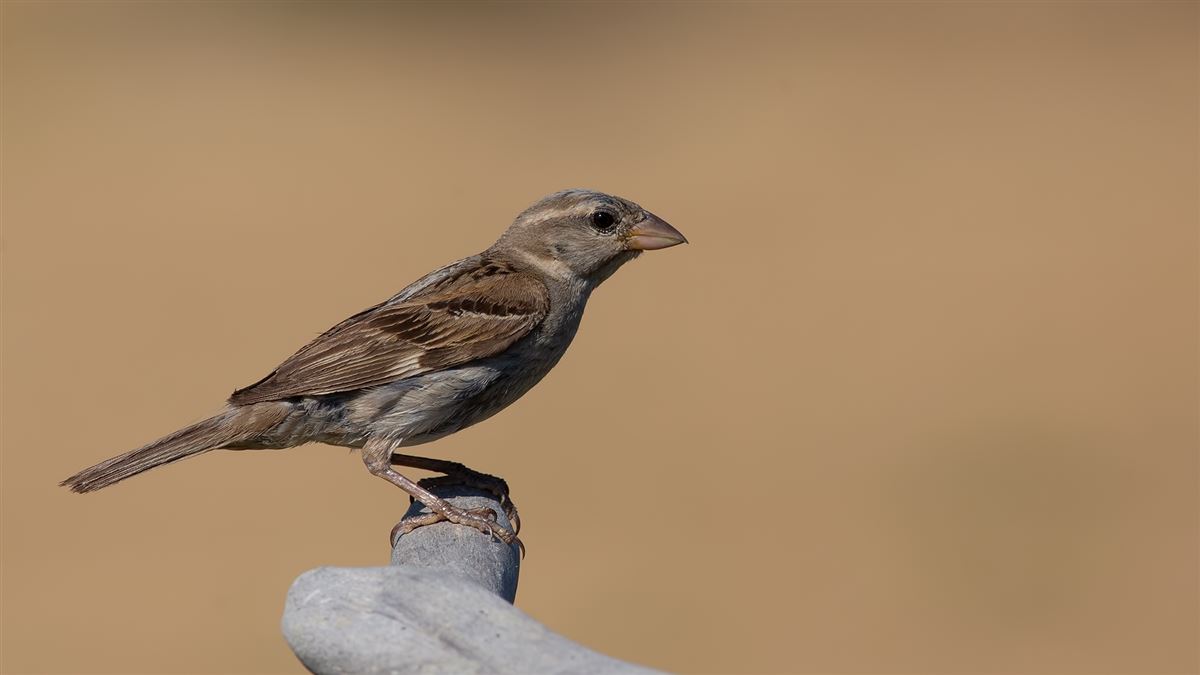 Spanish Sparrow