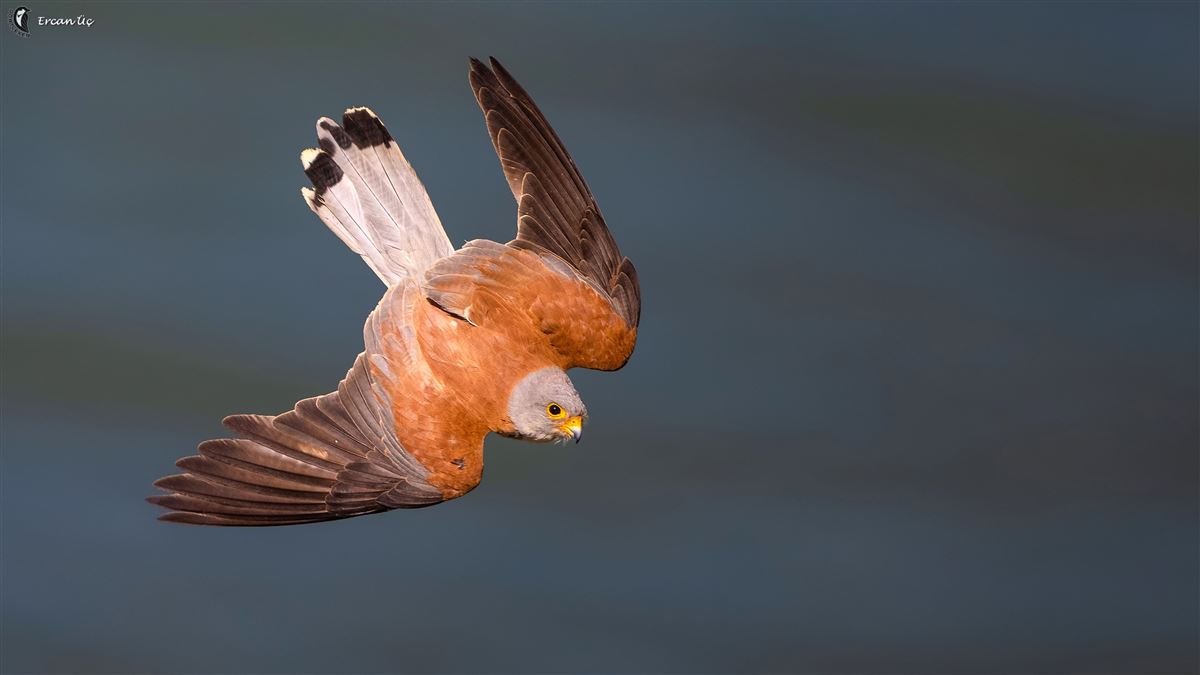 Lesser Kestrel