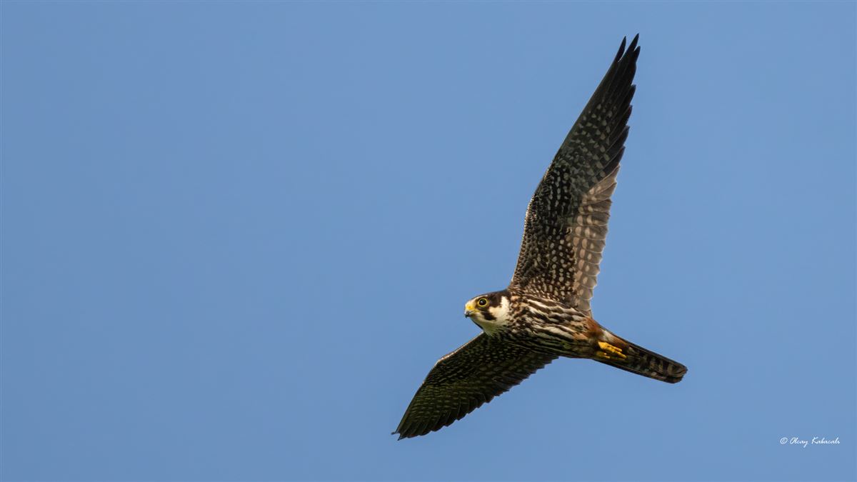 Eurasian Hobby