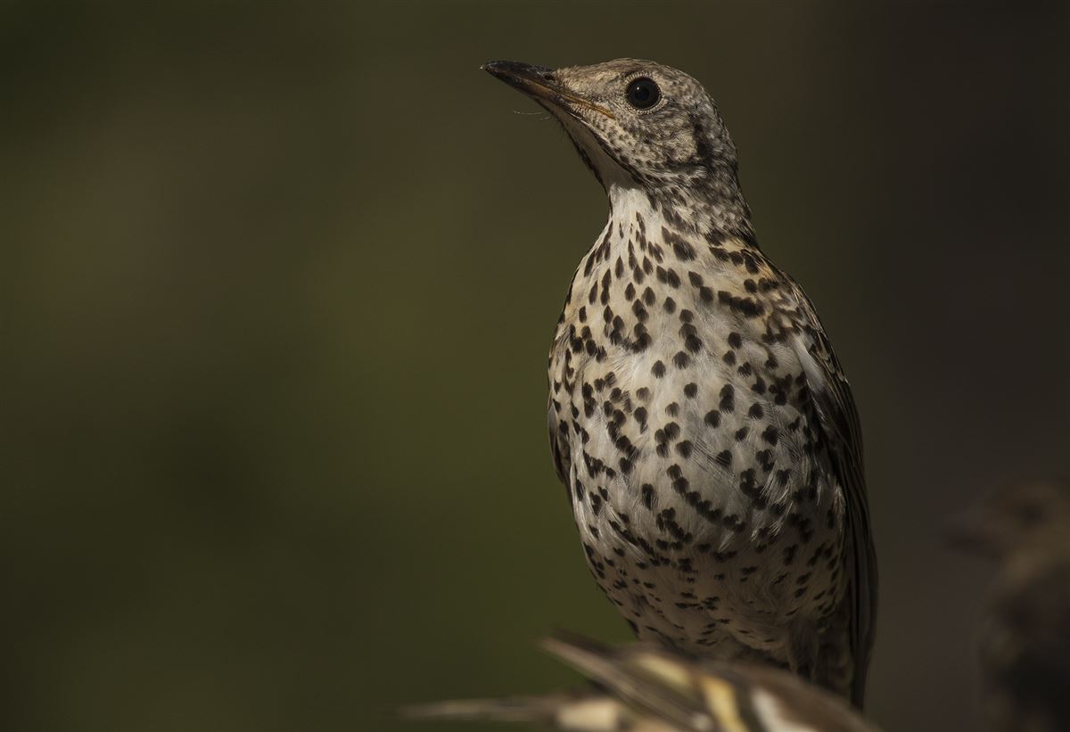 Mistle Thrush