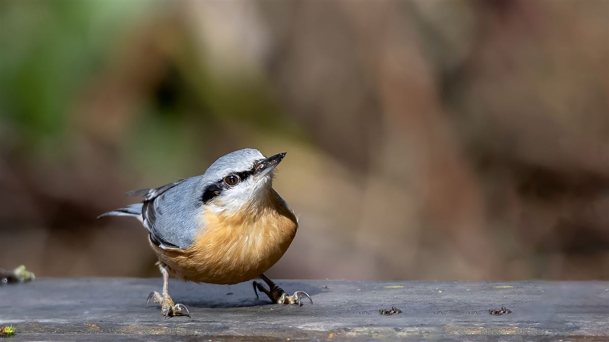 Eurasian Nuthatch