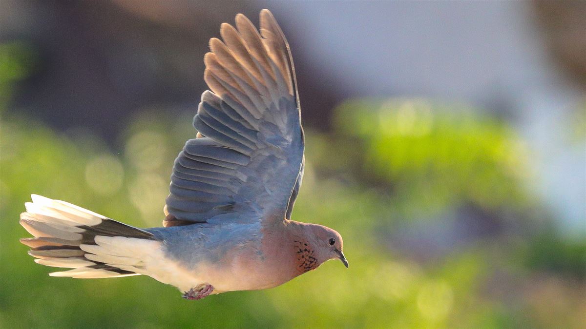 Laughing Dove